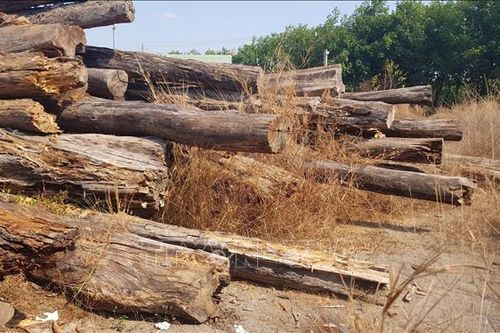 Mất rừng, mất tiền, hàng ngàn mét khối gỗ để mục nát ở Bình Phước