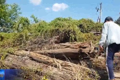 Nghịch lý hơn 8.000 m3 khối gỗ rừng nằm chờ mục nát