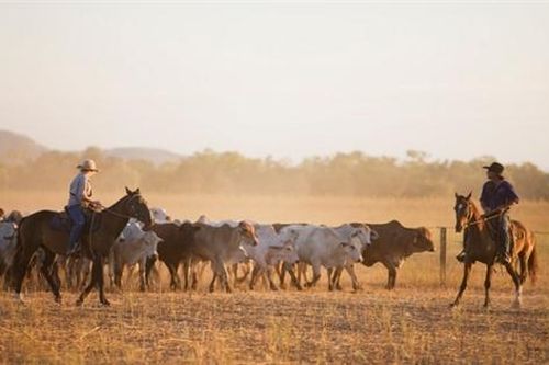 Tập đoàn TH chi 86 triệu USD mua 3 trang trại gia súc ở Australia