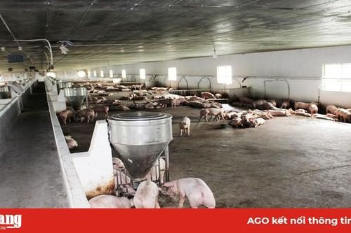 Tái đàn heo theo hướng quy mô lớn
