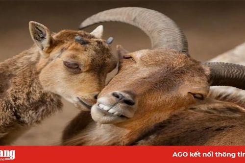 Khoảnh khắc thân mật của các loài động vật khiến chúng ta ghen tỵ