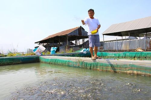 Kiếm tiền tỷ từ nuôi cá chép giòn
