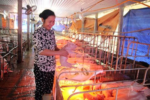 Giá lợn giống cao kỷ lục, chạm ngưỡng 3 triệu đồng/con