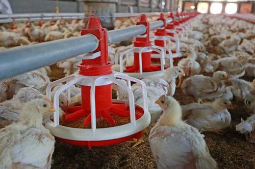 Giá gà tăng mạnh, giá trứng giảm sâu