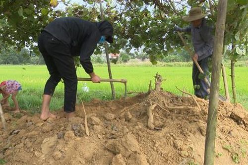 Trồng sắn dây trên đất ruộng lúa cho thu nhập khoảng 20 triệu đồng/sào