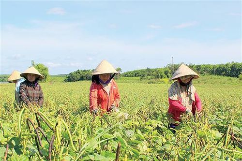 Ban chỉ đạo Đổi mới và Phát triển kinh tế tập thể: Xử lý dứt điểm các HTX đã chuyển đổi nhưng hoạt động cầm chừng, hoạt động không đúng luật