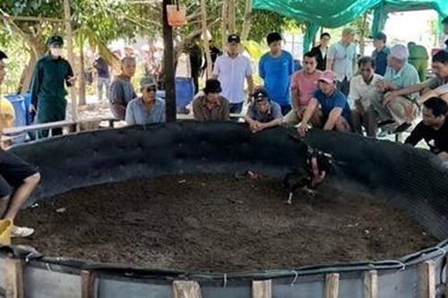 Tụ điểm đánh bạc núp bóng chọi gà truyền thống trên đảo Trí Nguyên