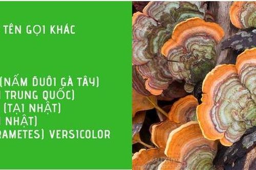 Công dụng của Nấm Vân chi