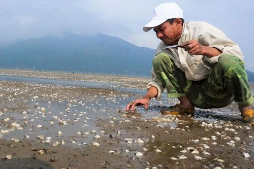 Mật độ nuôi quá dày khiến ngao chết hàng loạt