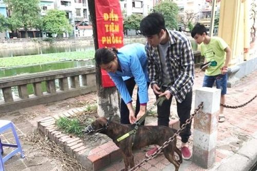 400.000 người bị vật nuôi cắn: Chưa hết mối lo bệnh dại