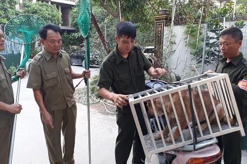 Nhân rộng vùng an toàn bệnh dại