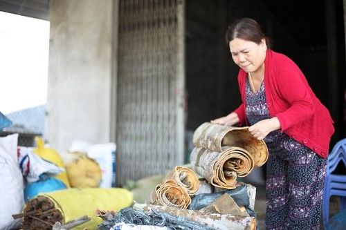Nhộn nhịp mùa quế ở vùng cao Quảng Ngãi