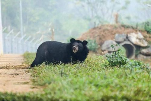 Trích hút mật gấu chỉ còn là cơn ác mộng trong quá khứ