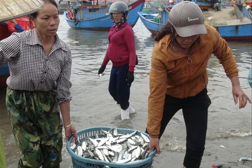 'Lộc biển' dồn dập, ngư dân hốt bạc
