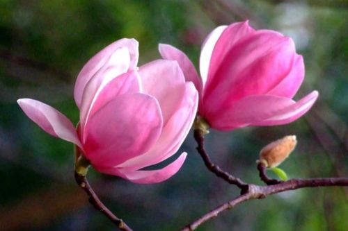 Tử vi ngày 7/3/2020: Tuổi Thân đứng trước lựa chọn, tuổi Tuất cần phải thận trọng