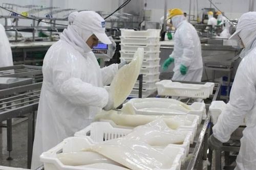Mỹ tăng nhập khẩu mực, bạch tuộc từ Việt Nam