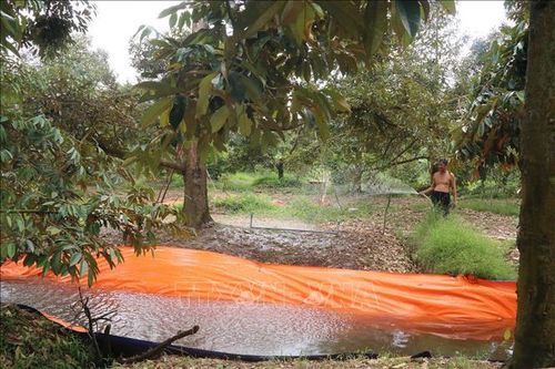 Hạn mặn khốc liệt đe dọa vùng trồng cây ăn quả đầu nguồn sông Tiền