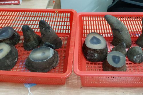 Bắt giữ hơn 6 kg sừng tê giác qua cửa khẩu sân bay quốc tế Tân Sơn Nhất