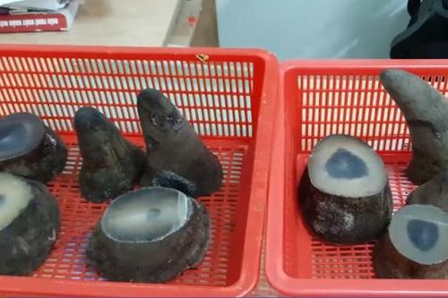 Hơn 6 kg sừng tê giác châu Phi chuyển lậu về sân bay Tân Sơn Nhất