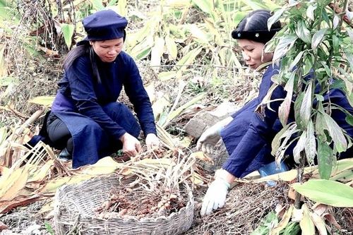 Vùng Lục Khu (Cao Bằng): Đổi đời từ gừng