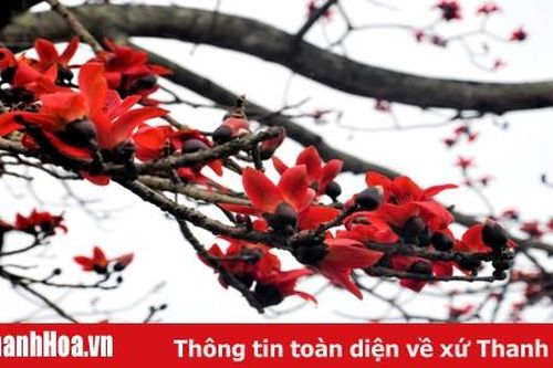 Hoa gạo nở đỏ rực trước sân đền hàng trăm năm tuổi ở Sầm Sơn
