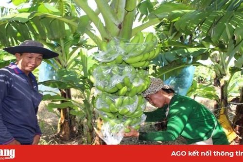 Kết nối tiêu thụ nông sản