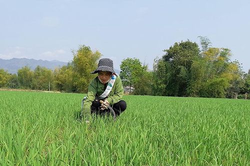 Trận mưa giải hạn ruộng đồng