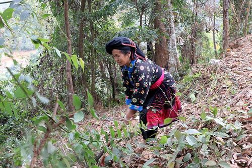 Ðiện Biên Ðông khó hoàn thành kế hoạch khoanh nuôi tái sinh rừng