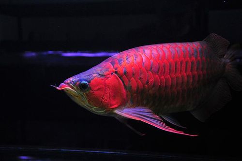 Chuyện nuôi cá rồng