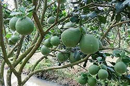 Nghiệm thu đề tài trồng bưởi da xanh theo tiêu chuẩn VietGap