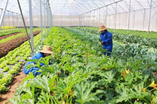 Trồng rau hữu cơ trên đồi Bạch Đàn