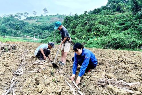 Phát triển vùng mía nguyên liệu: Lấy năng suất bù diện tích