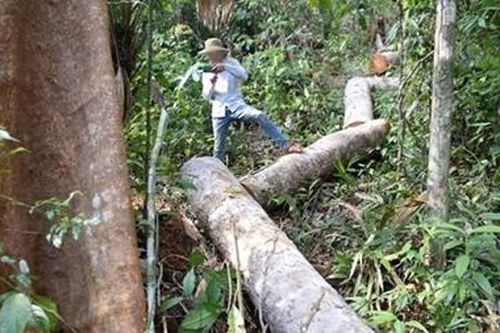 Rừng đầu nguồn sông Nước Oa bị tàn phá tan hoang