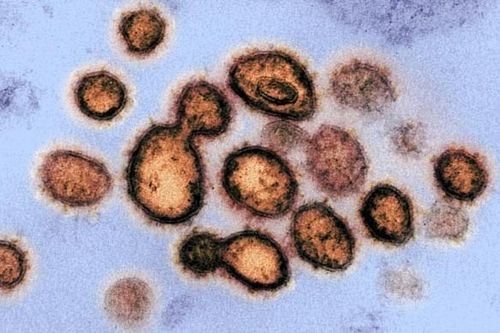 Đi tìm bí quyết 'chế ngự' SARS-CoV 2 gây dịch COVID-19