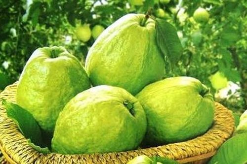 Những lợi ích bất ngờ từ trái ổi đối với sức khỏe con người
