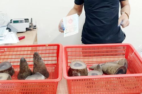 Hải quan Tân Sơn Nhất bắt giữ 6,2kg nghi sừng tê giác