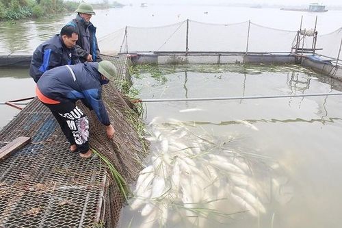 Hơn 100 tấn cá lồng chết trắng, thiệt hại nhiều tỷ đồng