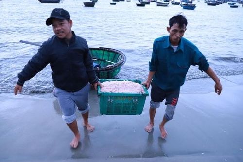 Đà Nẵng mùa ruốc muộn