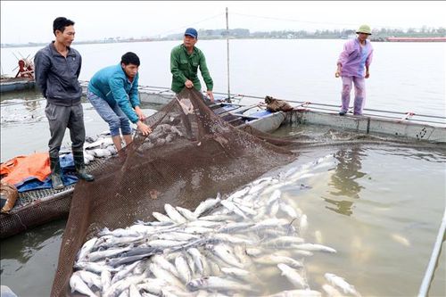 Hơn 100 tấn cá lồng chết trắng sau khi dòng nước đen chảy qua khu vực nuôi
