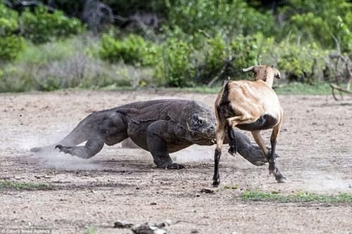 Màn hỗn chiến 'ác liệt' giữa rồng Komodo khổng lồ và dê núi