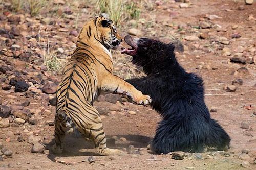'Tận mục' cuộc ác chiến kinh hoàng giữa hổ và gấu