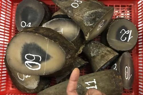 Bắt giữ một hành khách mang hơn 6 kg sừng tê giác từ Qatar về Việt Nam