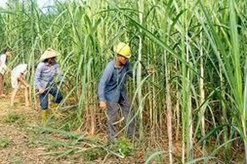 Nghiên cứu các phương án khả thi khắc phục khó khăn cho DN sản xuất mía đường