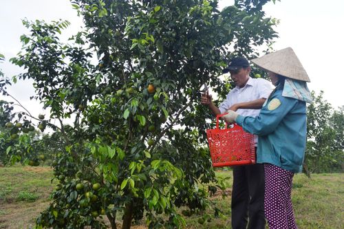 'Quả ngọt' trên vùng gò đồi Hải Lâm