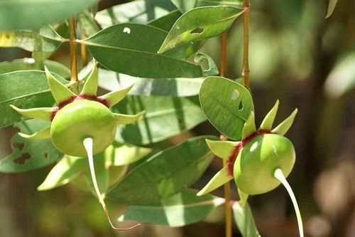 Khảo sát khả năng chống hóa nâu của Acid Ascorbic và ảnh hưởng nhiệt độ sấy đến chất lượng trái bần (Sonneratia caseolaric L.)