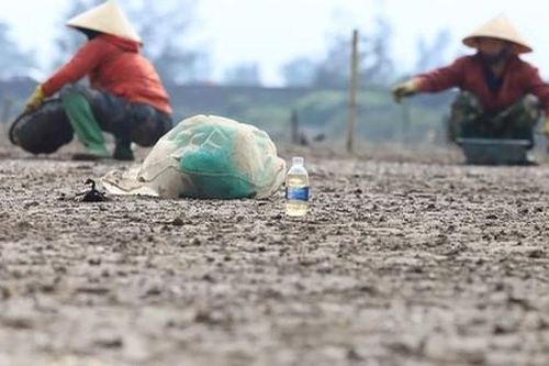 Xác định nguyên nhân ngao chết hàng loạt ở Hà Tĩnh