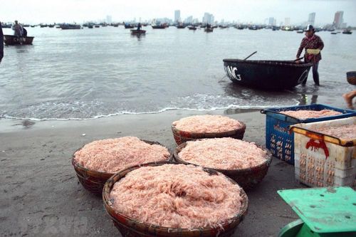 Mùa ruốc biển