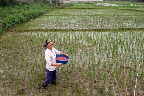 Tập trung sản xuất vụ đông xuân