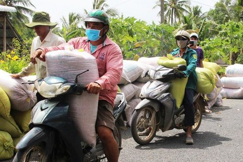 Nông dân khó bán lúa sau khi thu hoạch
