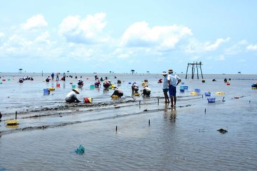 Tiền Giang: Nghêu chết hàng loạt chưa rõ nguyên nhân